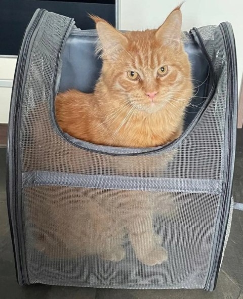 PLECAK TRANSPORTER TORBA DLA KOTA PSA Z SIATKI W PEŁNI WENTYLOWANY SKŁADANY PLECAK TRANSPORTER TORBA DLA KOTA PSA Z SIATKI W PEŁNI WENTYLOWANY SKŁADANY
