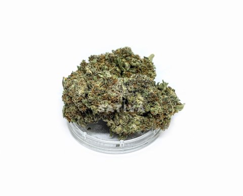 CBD Kwiaty Konopi " SUPER JAMAICA" 5 g CBD Kwiaty Konopi " SUPER JAMAICA" 5 g