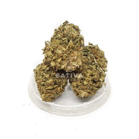 CBD Kwiaty konopi "HAWAI HAZE" 5 g CBD Kwiaty konopi "HAWAI HAZE" 5 g