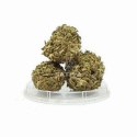 CBD Kwiaty konopi "HAWAI HAZE" 3 g