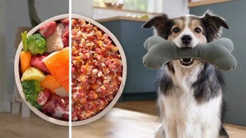 Maszynka do mielenia BOSCH MFW S650B Maszynka do mielenia BOSCH MFW S650B